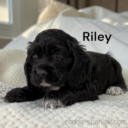 puppy, for, sale, Cocker Spaniel, Joe & Cherri  Overlease, dog, breeder, Miller, MO, dog-breeder, puppy-for-sale, forsale, nearby, find, puppyfind, locator, puppylocator, aca